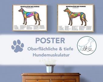 Dog muscle poster, anatomy poster, dog poster, colorful dog muscles, superficial and deep dog muscles, animal physio