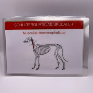 77 dog muscle cards to learn for prospective dog physiotherapists, veterinary assistants and veterinary students. image 4