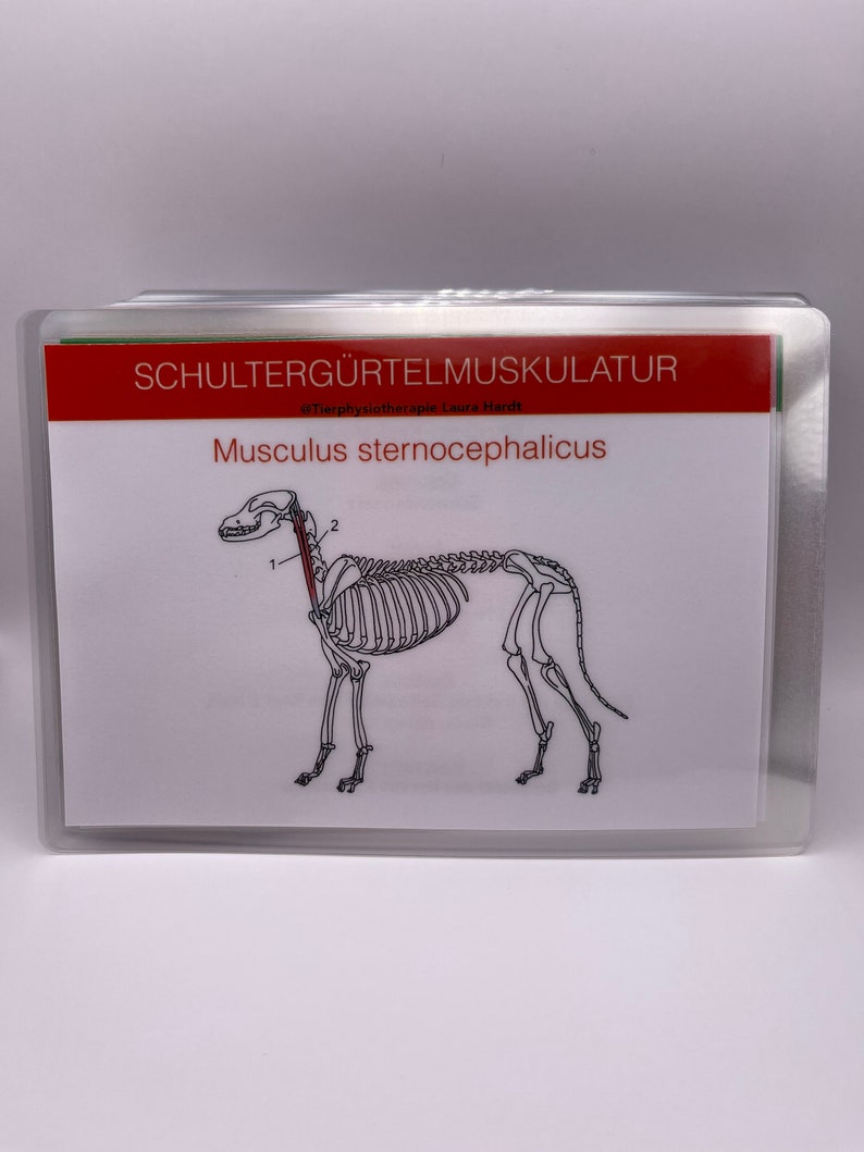 77 dog muscle cards to learn for prospective dog physiotherapists, veterinary assistants and veterinary students. image 4