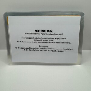 May include: A white card with black text explaining the anatomy of a ball-and-socket joint called a "Nussgelenk" (German for "nut joint"). The text explains that the joint is a special form of the ball-and-socket joint and that the socket extends beyond the equator of the ball.