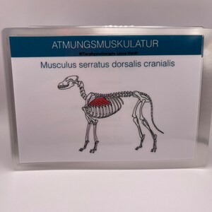 77 dog muscle cards to learn for prospective dog physiotherapists, veterinary assistants and veterinary students. image 3