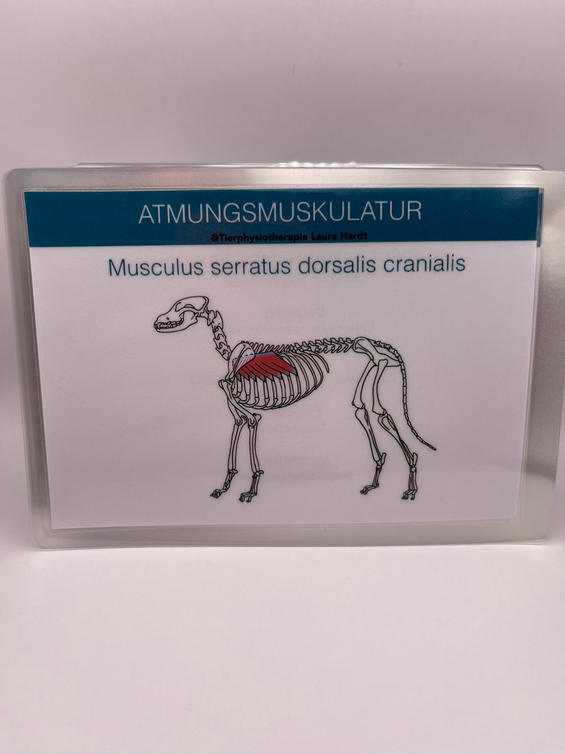 77 dog muscle cards to learn for prospective dog physiotherapists, veterinary assistants and veterinary students. image 3