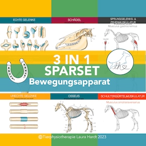 Lernset Muskeln + Knochen + Gelenke, Muskelkarten Pferde, Konchenkarten Pferde, Gelenkkarten Pferde, Sparset