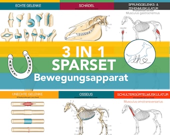 Learning set muscles + bones + joints, muscle cards horses, bone cards horses, joint cards horses, value set