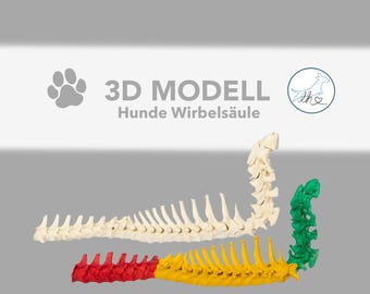 3D-printed canine spine – anatomical model for learning | Hand-painted or natural | Veterinary medicine, animal physiotherapy, osteopathy…