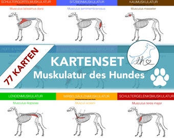 77 Hunde Muskelkarten zum lernen für angehende Hundephysiotherapeuten, Tiermedizinische Fachangestellte und Tiermedizin Studenten.