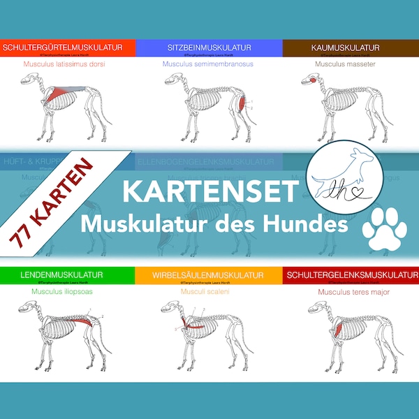 77 Hunde Muskelkarten zum lernen für angehende Hundephysiotherapeuten, Tiermedizinische Fachangestellte und Tiermedizin Studenten.