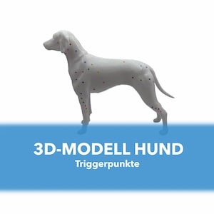 Puede incluir: Un modelo de perro blanco con puntos de colores, posiblemente puntos de activación. El texto "3D-MODELL HUND Triggerpunkte" se muestra sobre un fondo azul, indicando un modelo 3D de perro.