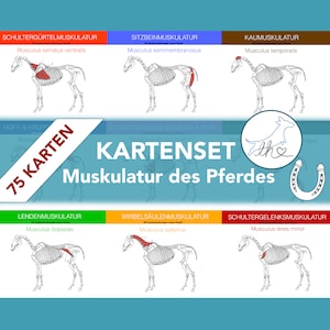 75 horse muscle maps to learn for prospective horse physiotherapists, veterinary assistants and veterinary students.