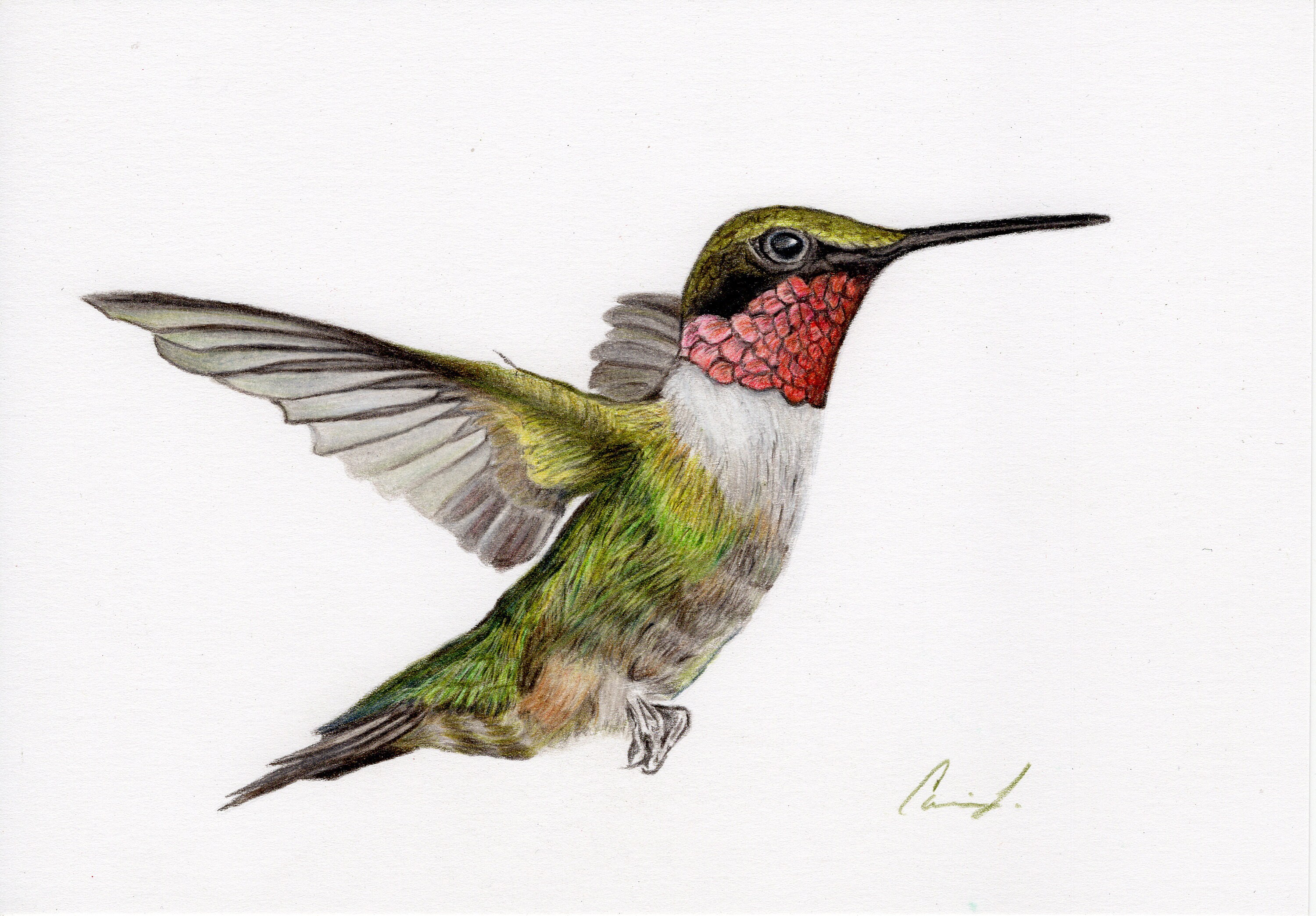Hummingbird Colored Pencil Drawing