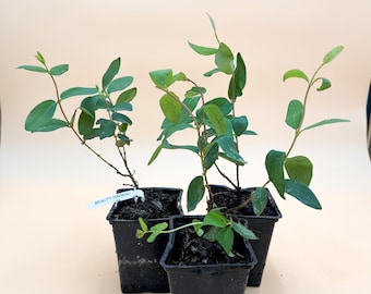 Beauty Haskap/Honeyberry in 1 liter pot