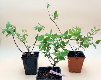 Indigo Gem Haskap/Honeyberry in 4" pots