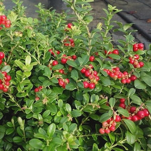 May include: A dense lingonberry shrub featuring numerous small, glossy, dark green oval leaves and clusters of bright red, round berries distributed throughout the foliage. The plant displays a thick, bushy growth pattern with stems.