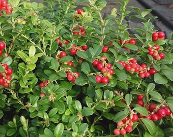 May include: A dense lingonberry shrub featuring numerous small, glossy, dark green oval leaves and clusters of bright red, round berries distributed throughout the foliage. The plant displays a thick, bushy growth pattern with stems.