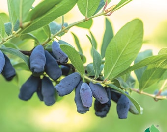 Puede incluir: Un racimo de bayas de miel alargadas de color azul oscuro que cuelgan de una rama con hojas verdes. Las bayas tienen una superficie mate y cerosa con forma cilíndrica, suspendidas de tallos finos entre un follaje verde brillante.