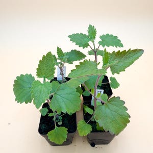 May include: Four small potted plants with green leaves and purple stems. The plants are in black square pots, set against a light beige background. Each plant has a tag attached. The leaves have a scalloped edge.