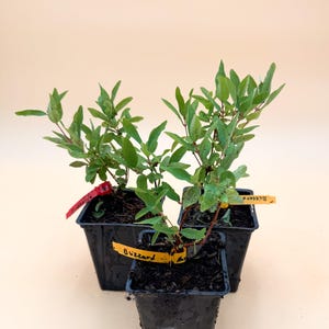 May include: Three small green shrubs planted in individual black square plastic pots. Each plant features thin stems with small green leaves and is labeled with a yellow or red plastic tag. The text Blizzard is written on the yellow tags.