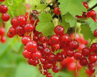 May include: A cluster of bright red currants hanging from a green stem with serrated leaves. The small, round, translucent berries are tightly packed in bunches, showcasing their glossy skin and dark centers against a soft, out-of-focus background.