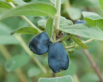 Puede incluir: Dos bayas de madreselva de color azul oscuro y forma alargada cuelgan de un tallo verde rodeado de hojas de color verde claro. Las bayas tienen una textura superficial ligeramente mate y cerosa, unidas a la planta por tallos finos.