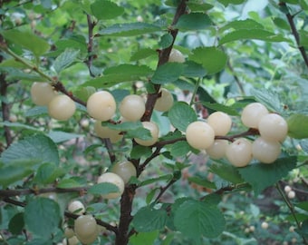 May include: A shrub branch featuring numerous small, round, pale cream-colored fruits clustered along thin, dark brown stems. The plant has vibrant green, serrated leaves interspersed among the ripening fruit, creating a dense, natural foliage display.