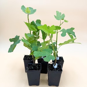 May include: Four small fig tree saplings in black square pots. The saplings have bright green leaves and slender stems. The pots are arranged closely together against a neutral background.