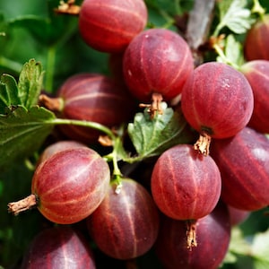 May include: A cluster of ripe red gooseberries hanging from a branch with green leaves. The round berries feature a smooth skin with subtle vertical stripes and small brown stems at the base, showcasing a deep reddish-purple color palette.