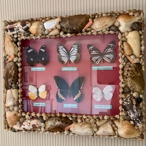 May include: A framed display of butterflies, showcasing various species against a red background. The frame is intricately decorated with seashells. Each butterfly is labeled with its scientific name, creating a unique decorative piece.