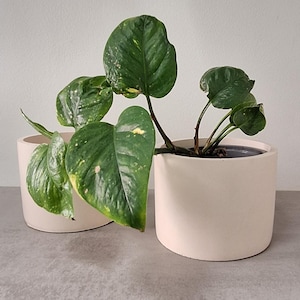 Peut inclure: Deux pots en céramique blanche avec une plante verte aux feuilles panachées. La plante est un pothos.
