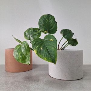 May include: Two concrete planters, one light brown and one light gray, with a green plant growing out of the gray planter.