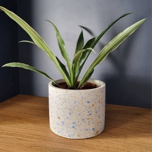 Pode incluir: Uma planta verde com listras brancas nas folhas em um vaso de cerâmica branco com manchas azuis e douradas. O vaso tem um design de terrazzo.