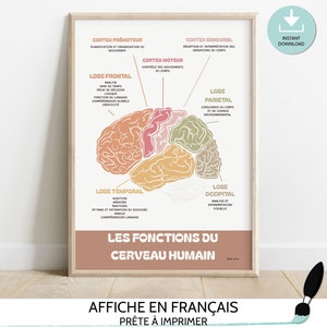 Brain Anatomy poster in French, Therapy Office Decor, Human brain Wall art, School counselor, Occupational therapy and Psychologist