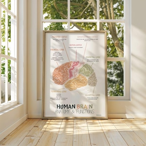 Anatomy and Functions Human Brain Poster, Therapy Office Decor, Human ...