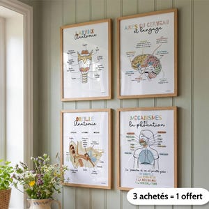 Conjunto de 4 pôsteres de anatomia para consultório de fonoaudiologia – Decoração de parede para consultório e sala de espera – Arte de parede para fonoaudiólogos – Presente exclusivo para fonoaudiólogos