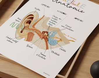 Ear Anatomy Wall art print Speech therapy in French, ENT office decoration, Speech therapist office art, Medical student gift