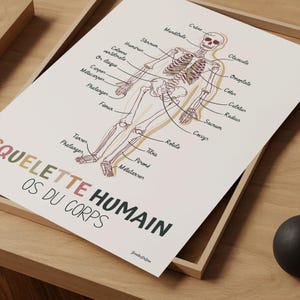 May include: A white educational poster featuring a detailed anatomical illustration of a human skeleton with various bones labeled in French. The text SQUELETTE HUMAIN OS DU CORPS is printed in large, multi-colored letters at the bottom left.