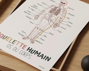 Human Skeleton Poster in French, Human Body Bones, Medical Wall Decor, Downloadable Print for Office, Classroom
