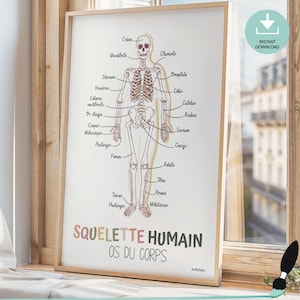 Cartaz de esqueleto humano francês, ossos do corpo humano, decoração de parede médica, impressão para download para escritório, sala de aula