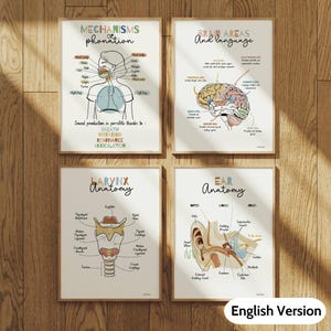 Op de afbeelding: Een set van vier educatieve wandposters met anatomische diagrammen. De posters tonen de mechanismen van fonatie, hersengebieden en taal, larynxanatomie en ooranatomie met duidelijke labels, kleurrijke illustraties en bijbehorende teksten.