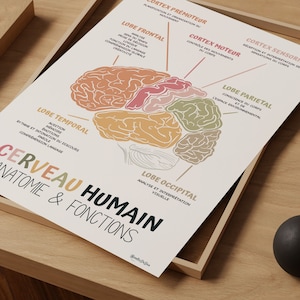 Poster over de anatomie van de hersenen in het Frans, decoratie voor therapiepraktijk, muurdecoratie met het menselijk brein, schoolbegeleider, ergotherapie en psychologie.