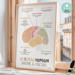 Póster de anatomía cerebral en francés, decoración de consultorio de terapia, arte mural del cerebro humano para consejeros escolares, terapia ocupacional y psicología.
