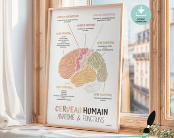 Brain Anatomy poster in French, Therapy Office Decor, Human brain Wall art, School counselor, Occupational therapy and Psychologist