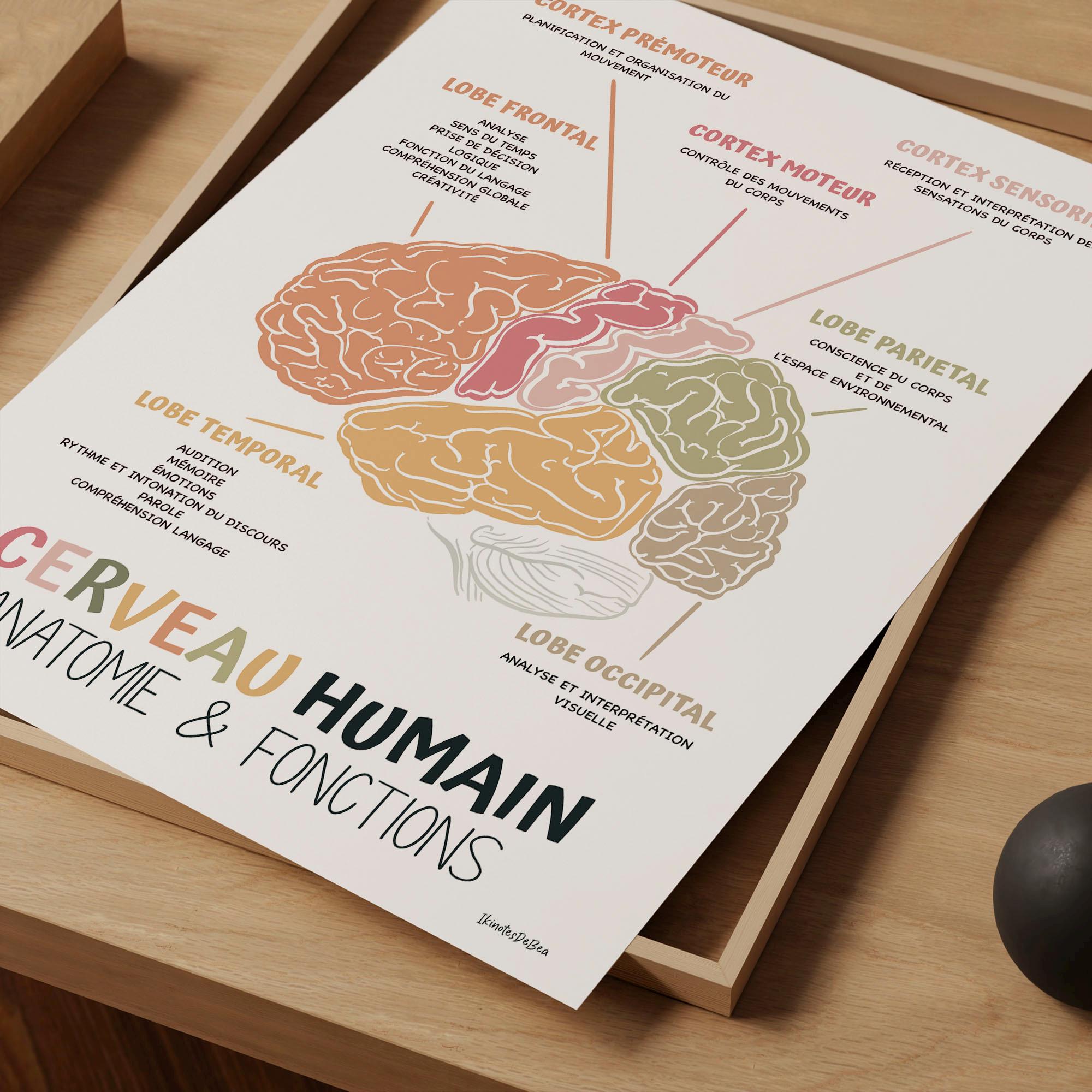 Brain Wall Art, Therapy Office Decor, Human Brain Anatomy Wall Art, Psychology and Neuroscience Poster