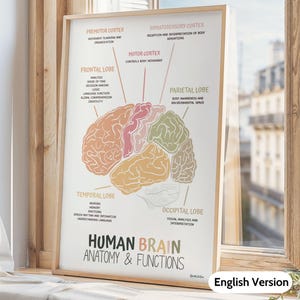 Plakat z anatomią i funkcjami ludzkiego mózgu, dekoracja biura terapeutycznego, grafika ścienna z ludzkim mózgiem, doradca szkolny, terapeuta zajęciowy, psycholog