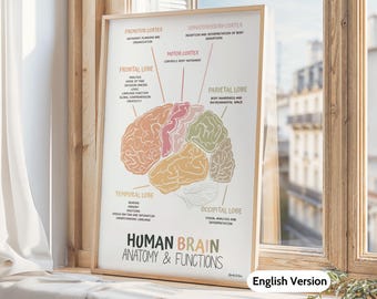 Plakat z anatomią i funkcjami ludzkiego mózgu, dekoracja biura terapeutycznego, grafika ścienna z ludzkim mózgiem, doradca szkolny, terapeuta zajęciowy, psycholog