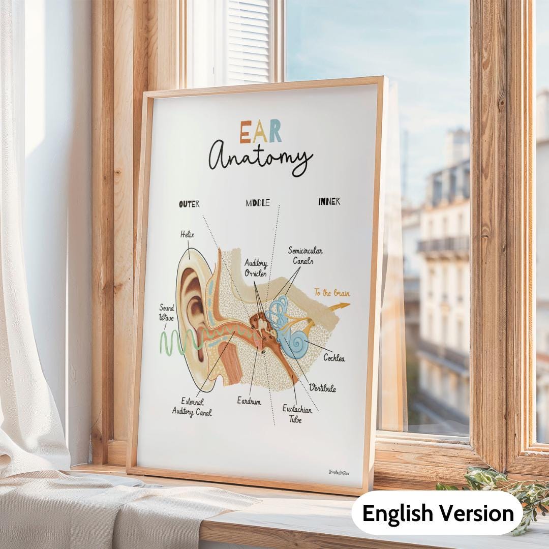 Ear Anatomy Wall Art Print Speech Therapy in French, ENT Office ...