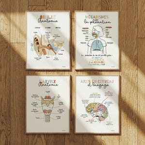Anatomi- och logopediposters – Medicinsk konst på franska – Kontor, väntrum – Logopedpresent