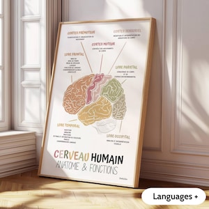 Peut inclure: Une affiche éducative encadrée présentant une illustration anatomique colorée du cerveau humain. Le schéma étiquette diverses sections, dont les lobes frontal, temporal, pariétal et occipital, avec le titre Cerveau Humain Anatomie & Fonctions.
