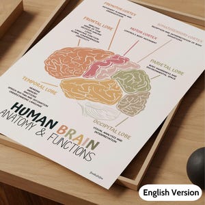 Op de afbeelding: Een ingelijste educatieve poster met de anatomie en functies van de menselijke hersenen. De poster bevat een gedetailleerd diagram van de hersenen, met de nadruk op verschillende lobben met labels en beschrijvingen. De kleurgecodeerde lobben omvatten frontaal, temporaal, pariëtaal, occipitaal en motorische cortex.