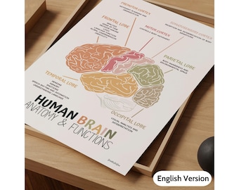 Könnte beinhalten: Ein gerahmtes Lehrposter, das die Anatomie und Funktionen des menschlichen Gehirns zeigt. Das Poster zeigt ein detailliertes Diagramm des Gehirns, das verschiedene Lappen mit Beschriftungen und Beschreibungen hervorhebt. Zu den farbcodierten Lappen gehören Frontal-, Temporal-, Parietal-, Okzipital- und Motorkortex.