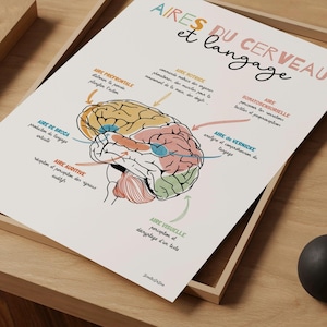 Impression murale orthophonie, Anatomie du cerveau en français, Poster langage dans le cerveau, Cadeau pour orthophoniste, Décor de bureau